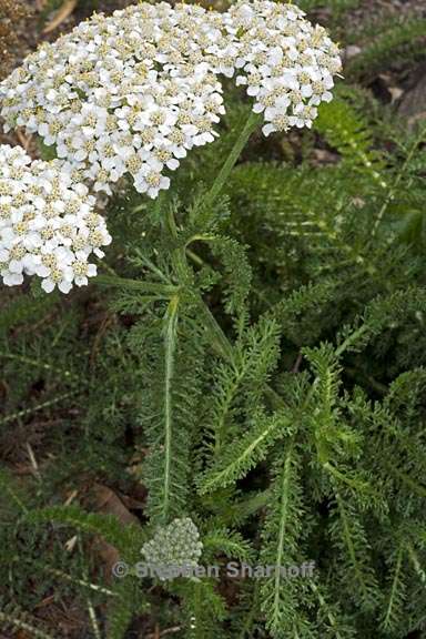 achillea millefolium 1 graphic